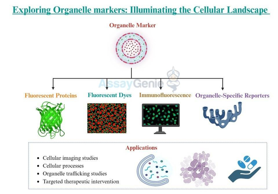 Erforschung von Organellenmarkern: Beleuchtung der Zelllandschaft