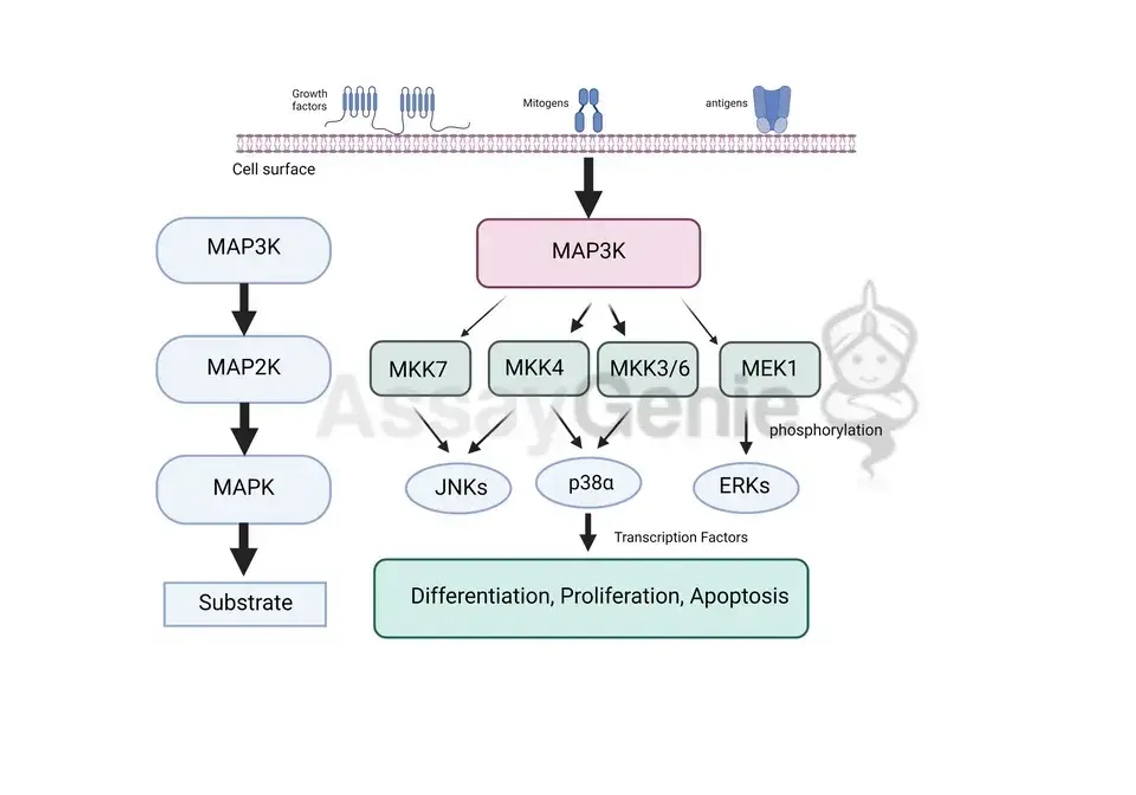 MAPK-Signalisierung: Den Weg der Mitogenstimulation entschlüsseln