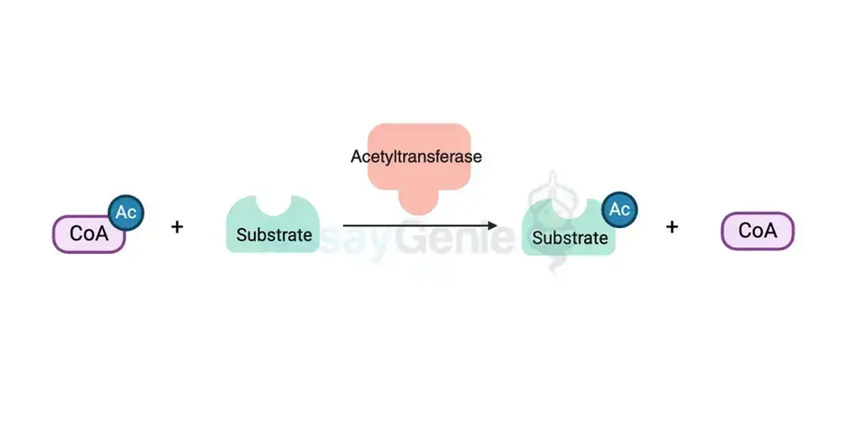 Die vielfältige Rolle der Acetylierung beleuchten: Brücke zwischen Chemie und Biologie Einführung: