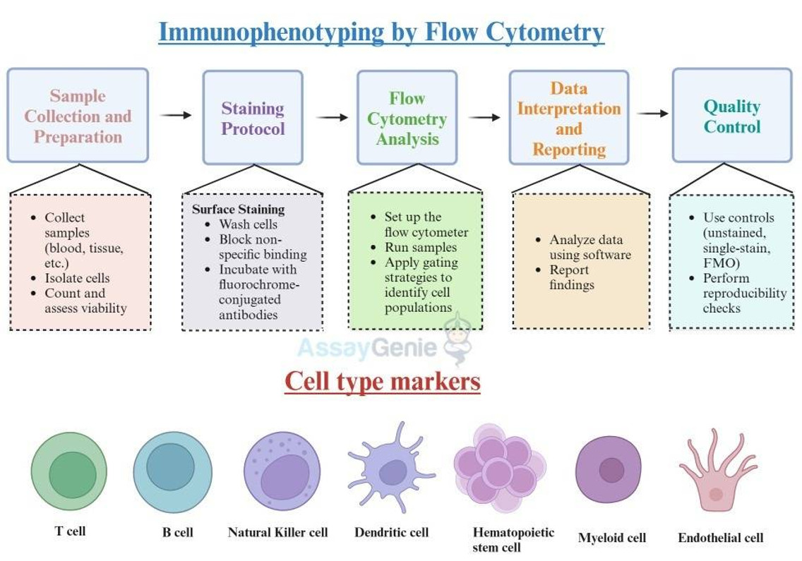 Immunphänotypisierung durch Durchflusszytometrie und Zelltypmarker