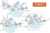 Th17-Zelldifferenzierung: Einblicke in die immunologische Dynamik