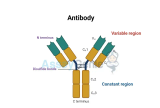 Immunglobulin-Antikörper verstehen: Struktur, Funktion und Typen