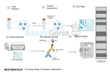 Western-Blot-Training: Ein umfassender Leitfaden