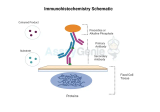 Die Bedeutung der Immunhistochemie-Ausbildung in der modernen wissenschaftlichen Forschung