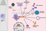 STING-Aktivatoren als Krebstherapeutika