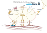 Thrombozytenadhäsionsproteine ​​und Liganden: Schlüsselakteure bei Hämostase und Thrombose