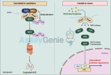 NRF2-Signalisierung: Ein Schlüsselelement im Entzündungs- und Krankheitsmanagement