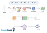 Die transformative Ära induzierter pluripotenter Stammzellen in der modernen Medizin