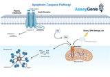 Apoptose-Caspase-Pfade: Ein genauerer Blick auf zellulären Selbstmord