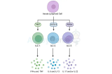 Differenzierung angeborener lymphoider Zellen: Wächter der Immunhomöostase