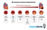 Biomarker und Entzündungsmarker für Arteriosklerose