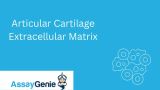 Extrazelluläre Matrix des Gelenkknorpels