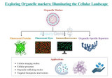 Erforschung von Organellenmarkern: Beleuchtung der Zelllandschaft