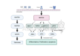 MAPK-Signalisierung: Den Weg der Mitogenstimulation entschlüsseln