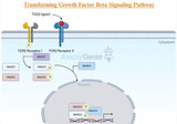 Entschlüsselung der Feinheiten des TGF-Beta-Signalwegs