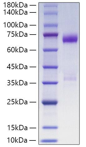 Recombinant Human Angiopoietin-like 3/ANGPTL3(17-460) Protein (RPCB1821)