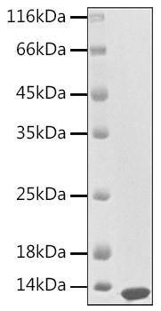 Recombinant Human CXCL13/BLC Protein (RPCB1879)