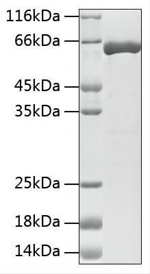 Recombinant Mouse Tyrosine 3-monooxygenase/TH Protein (RPCB1909)