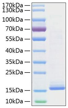 Recombinant Mouse IL-22 Protein (RPCB1912)