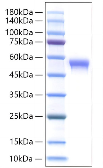 Recombinant Human Siglec-8 Protein (RPCB1916)