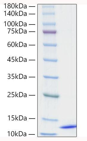 Recombinant Human CCL18/PARC Protein (RPCB1929)