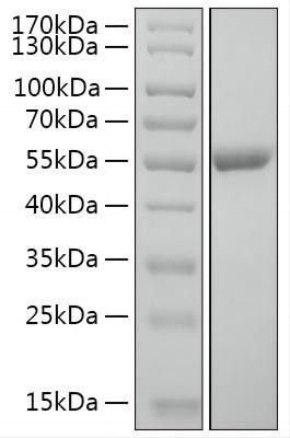 Recombinant Human Serpin E2/PN1 Protein (RPCB2033)