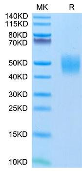 Recombinant Human FGFR-2 beta (IIIc)/KGFR/CD332 Protein (RPCB2078)