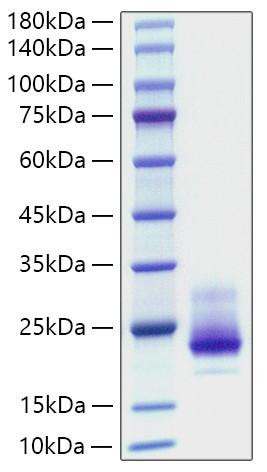 Recombinant Human TNFRSF10A/DR4/TRAIL-R1/CD261 Protein (RPCB2099)