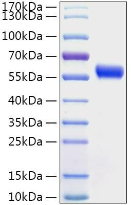 Recombinant Human Calumenin/CALU Protein (RPCB2139)