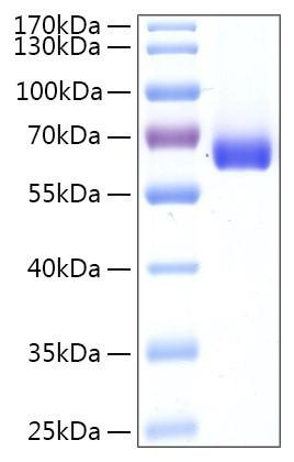 Recombinant Human Leukotriene A4 Hydrolase Protein (RPCB2137)