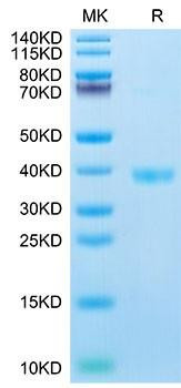 Recombinant Mouse JAM-A/F11R/CD321 Protein (RPCB2174)