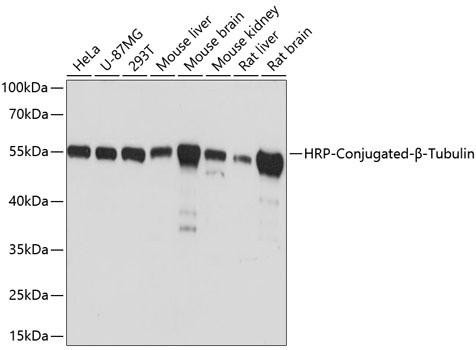 Western blot analysis of various lysates using HRP-conjugated β-Tubulin Mouse mAb (CABC030) at 1:10000 dilution. Lysates/proteins: 25μg per lane. Blocking buffer: 3% nonfat dry milk in TBST. Detection: ECL Basic Kit (AbGn00020). Exposure time: 1s.