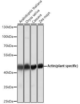 Western blot analysis of various lysates using Actin (plant specific) Mouse mAb (CABC009) at 1:5000 dilution. Secondary antibody: HRP-conjugated Goat anti-Mouse IgG (H+L) (CABS003) at 1:10000 dilution. Lysates/proteins: 25 μg per lane. Blocking buffer: 3% nonfat dry milk in TBST. Detection: ECL Basic Kit (AbGn00020). Exposure time: 30 s.