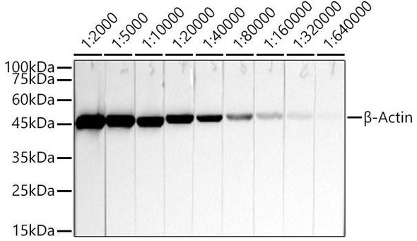 Western blot analysis of lysates from HeLa cells, using β-Actin Mouse mAb (CABC004) at 1:2000- 1:640000 dilution. Secondary antibody: HRP-conjugated Goat anti-Mouse IgG (H+L) (CABS003) at 1:10000 dilution. Lysates/proteins: 25μg per lane. Blocking buffer: 3% nonfat dry milk in TBST. Detection: ECL Basic Kit (AbGn00020). Exposure time: 10s.