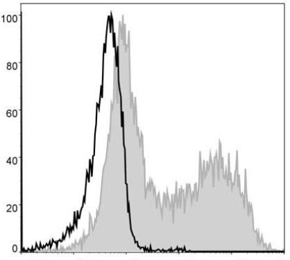 PE Anti-Mouse MHC II (I-A/I-E) Antibody [M5/114] (AGEL0500)