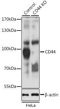 Anti-CD44 Antibody -Knockout Validated (CAB12410)