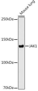 Anti-JAK1 [ARC0434] Monoclonal Antibody (CAB11963)