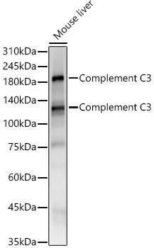 Anti-Complement C3 [ARC56851] Monoclonal Antibody (CAB22265)