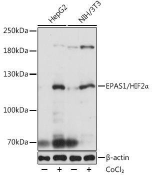 Anti-EPAS1/HIF2alpha Antibody (CAB7553)