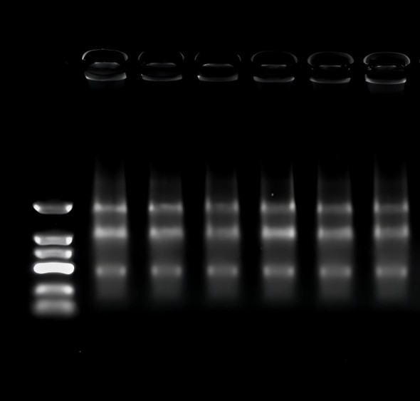 GenieZol Total RNA Extraction Reagent