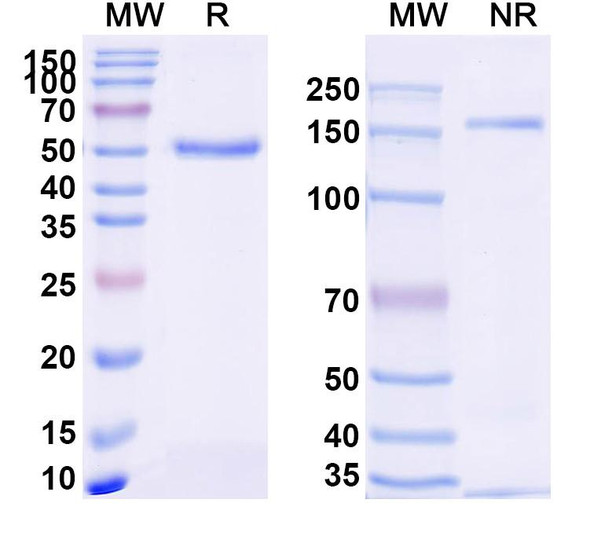 Anti-Nivolumab Neutralizing Antibody [SAA2247]