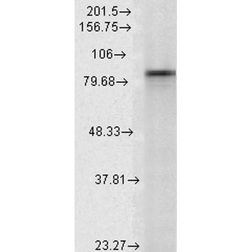 Western Blot analysis of Rat Lysates showing detection of Hsp90 alpha protein using Mouse Anti-Hsp90 alpha Monoclonal Antibody, Clone K41009 (STMA00006). Load: 15 µg. Block: 1.5% BSA for 30 minutes at RT. Primary Antibody: Mouse Anti-Hsp90 alpha Monoclonal Antibody (STMA00006) at 1:1000 for 2 hours at RT. Secondary Antibody: Sheep Anti-Mouse IgG: HRP for 1 hour at RT.