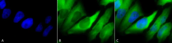 Immunocytochemistry/Immunofluorescence analysis using Mouse Anti-Hsp90 alpha/beta Monoclonal Antibody, Clone K41220A (STMA00019). Tissue: Cervical cancer cell line (HeLa). Species: Human. Fixation: 2% Formaldehyde for 20 min at RT. Primary Antibody: Mouse Anti-Hsp90 alpha/beta Monoclonal Antibody (STMA00019) at 1:100 for 12 hours at 4°C. Secondary Antibody: FITC Goat Anti-Mouse (green) at 1:200 for 2 hours at RT.