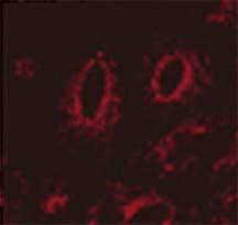 Immunocytochemistry/Immunofluorescence analysis using Mouse Anti-LAMP1 Monoclonal Antibody, Clone Ly1C6 (STMA00023). Tissue: transfected HeLa cells. Species: Human. Primary Antibody: Mouse Anti-LAMP1 Monoclonal Antibody (STMA00023) at 1:1000. Secondary Antibody: APC Goat Anti-Mouse (red). Courtesy of: Robert H Edwards, U. of Cali, San Fran School of Medicine.