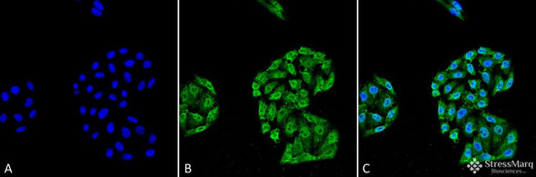 Immunocytochemistry/Immunofluorescence analysis using Mouse Anti-HSP70 Monoclonal Antibody, Clone 5A5 (STMA00038). Tissue: Cervical cancer cell line (HeLa). Species: Human. Fixation: 4% Formaldehyde for 15 min at RT. Primary Antibody: Mouse Anti-HSP70 Monoclonal Antibody (STMA00038) at 1:100 for 60 min at RT. Secondary Antibody: Goat Anti-Mouse ATTO 488 at 1:100 for 60 min at RT. Counterstain: DAPI (blue) nuclear stain at 1:5000 for 5 min RT.