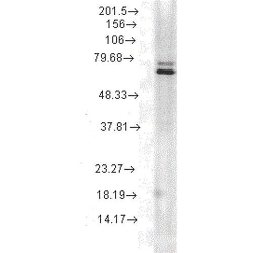 Western Blot analysis of Rat skeletal muscle tissue lysate showing detection of Hsp70 protein using Mouse Anti-Hsp70 Monoclonal Antibody, Clone 5A5 (STMA00038). Load: 15 µg. Block: 1.5% BSA for 30 minutes at RT. Primary Antibody: Mouse Anti-Hsp70 Monoclonal Antibody (STMA00038) at 1:1000 for 2 hours at RT. Secondary Antibody: Sheep Anti-Mouse IgG: HRP for 1 hour at RT.