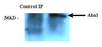Immunoprecipitation analysis using Rat Anti-Aha1 Monoclonal Antibody, Clone 25F2.D10 (STMA00045). Tissue: HeLa cells. Species: Human. Primary Antibody: Rat Anti-Aha1 Monoclonal Antibody (STMA00045) at 1:1000.
