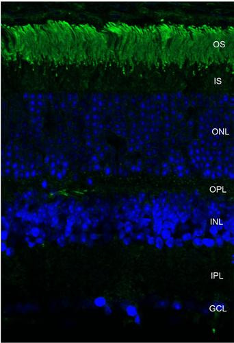 Immunohistochemistry analysis using Mouse Anti-Rhodopsin Monoclonal Antibody, Clone 4D2 (STMA00047). Tissue: retina. Species: Mouse. Primary Antibody: Mouse Anti-Rhodopsin Monoclonal Antibody (STMA00047) at 1:1000. Secondary Antibody: FITC Goat Anti-Mouse (green). Counterstain: DAPI (blue) nuclear stain. Localization: Staining of photoreceptor outer segment (OS).