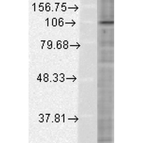 Western Blot analysis of Human Cervical cancer cell line (HeLa) lysate showing detection of HIF1 alpha protein using Mouse Anti-HIF1 alpha Monoclonal Antibody, Clone ESEE122 (STMA00049). Load: 15 µg. Block: 1.5% BSA for 30 minutes at RT. Primary Antibody: Mouse Anti-HIF1 alpha Monoclonal Antibody (STMA00049) at 1:500 for 2 hours at RT. Secondary Antibody: Sheep Anti-Mouse IgG: HRP for 1 hour at RT.