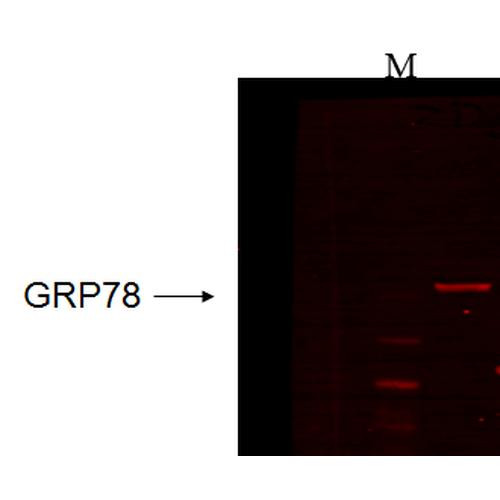 Western Blot analysis of Human recombinant cell lysate showing detection of GRP78 protein using Mouse Anti-GRP78 Monoclonal Antibody, Clone 6H4.2G7 (STMA00054). Primary Antibody: Mouse Anti-GRP78 Monoclonal Antibody (STMA00054) at 1:1000.